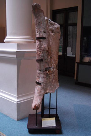 Argentinosaurus femur