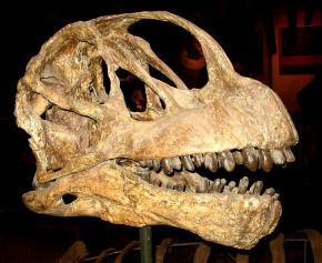 Camarasaurus skull