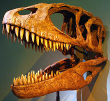 Carcharodontosaurus skull