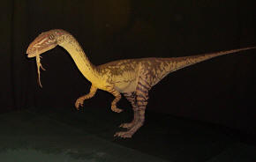 Coelophysis