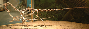 Coelophysis