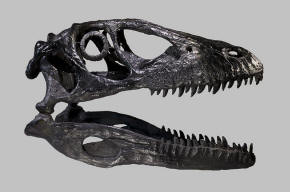 Deinonychus skull