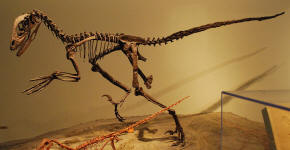 Deinonychus