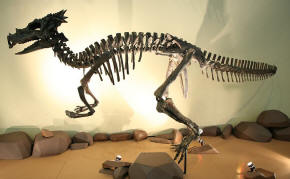 Dracorex