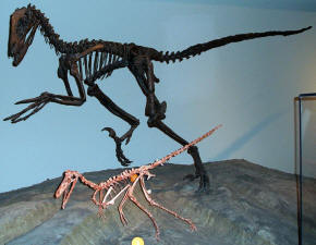 Dromaeosauridae