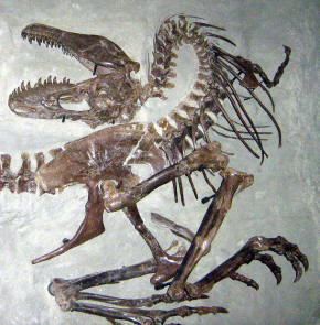 Gorgosaurus