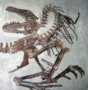 Gorgosaurus