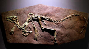 Heterodontosaurus