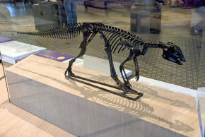 Hypsilophodon