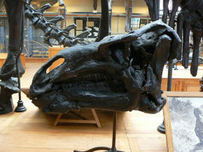 Iguanodon skull