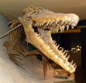 Mosasaur