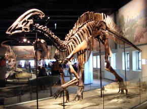 Parasaurolophus