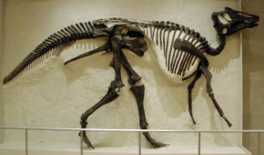 Prosaurolophus