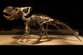 Protoceratops