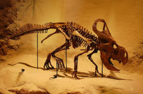 Protoceratops