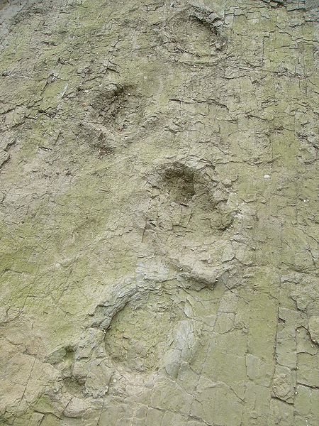 Sauropod trackway