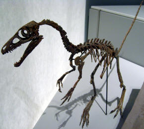 Sinosauropteryx