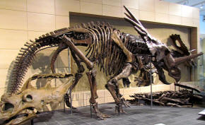 Styracosaurus