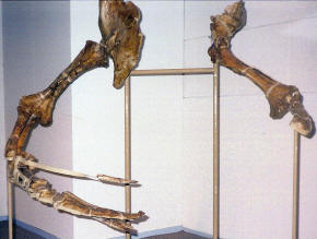 Therizinosaurus arms