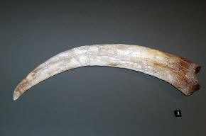 Therizinosaurus Claw