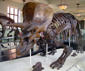 Triceratops