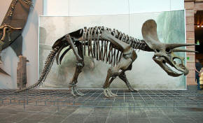 Triceratops