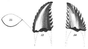 Troodon holotype tooth