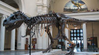 Tyrannosaur Sue