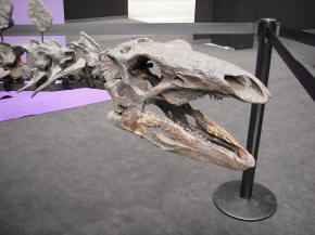 Stegosaurus skull