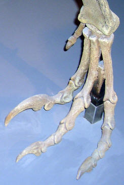 Deinonychus Foot