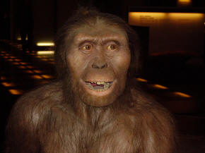 Australopithecus Afarensis