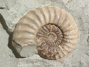 Ammonite Fossil