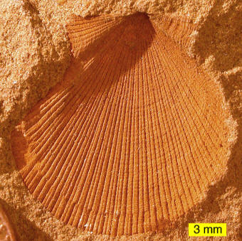 Bivalve Fossil