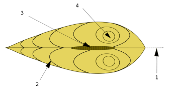 Bivalve anatomy