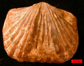 Brachiopod