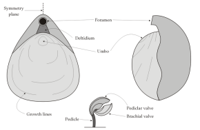 Brachiopod Morphology