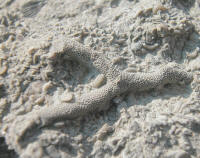 Bryozoa