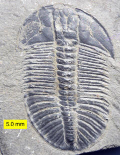 Trilobite