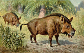 Entelodont