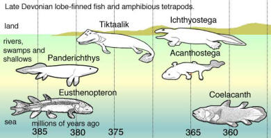 Devonian Fish