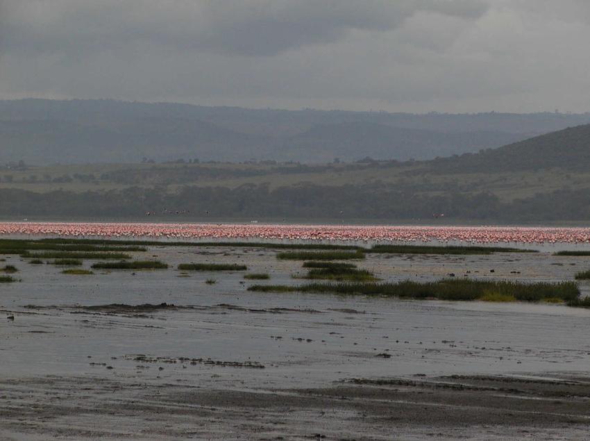 LakeNakuruBird.JPG