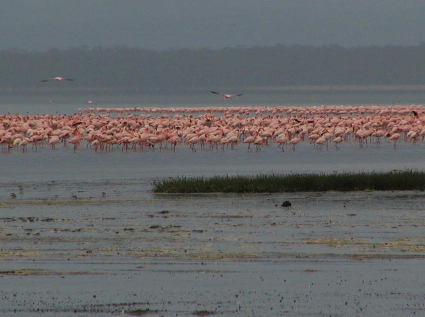 LakeNakuruFlamingos2.jpg