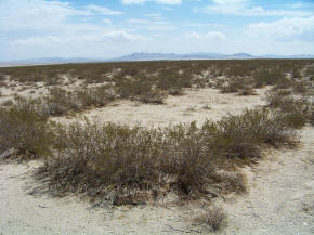 King Clone creosote bush